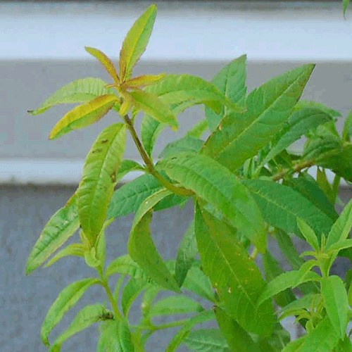 Limon Minaçiçəyi (Verbenası)