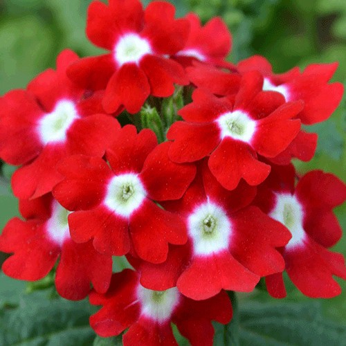 Minaçiçəyi (Verbena)