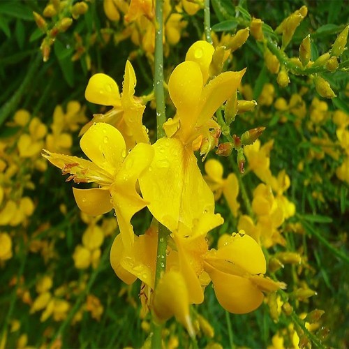 Lydia broom (Genista)