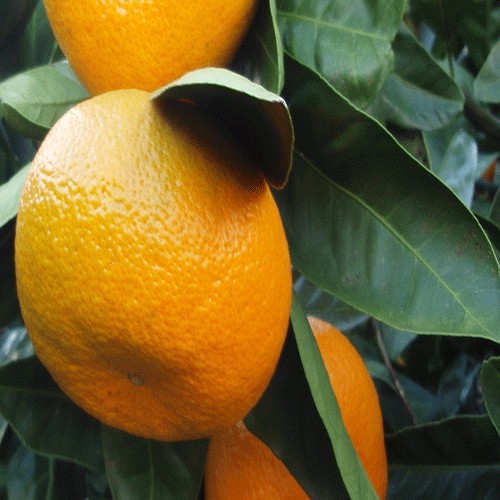 Naringi (Mandarin)