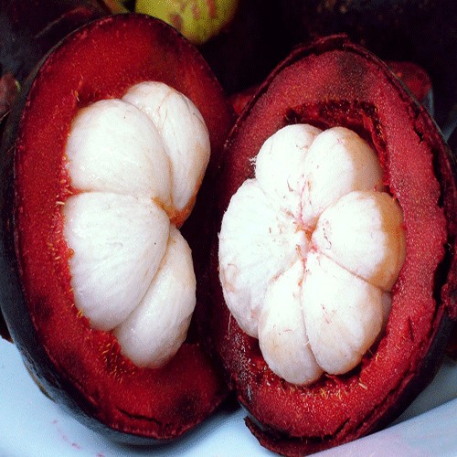 Mangosteen