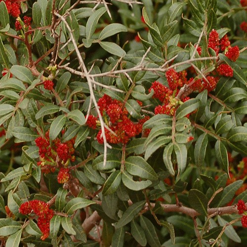 Mastic (Lentisque)