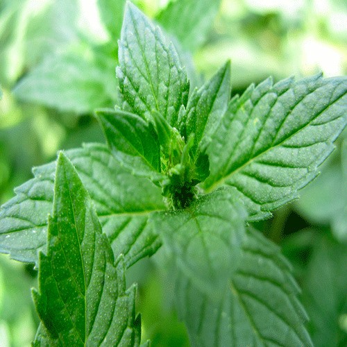 Mint