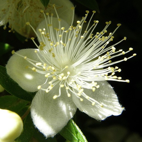 Myrtle