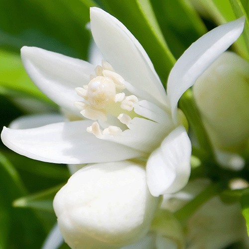 Neroli