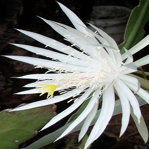 Night blooming cereus