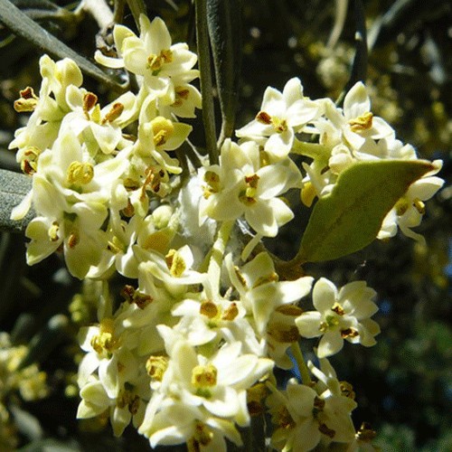 Olive flower