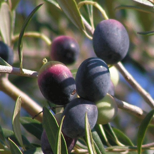 Zeytun ağacı