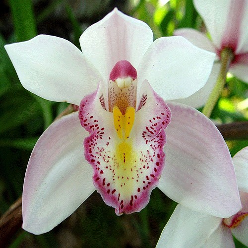 Orchid