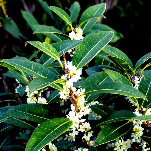 Osmantus