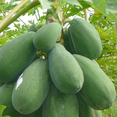 Papaya