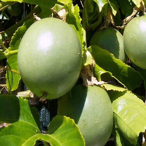 Passionfruit