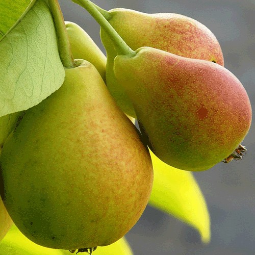 Pear