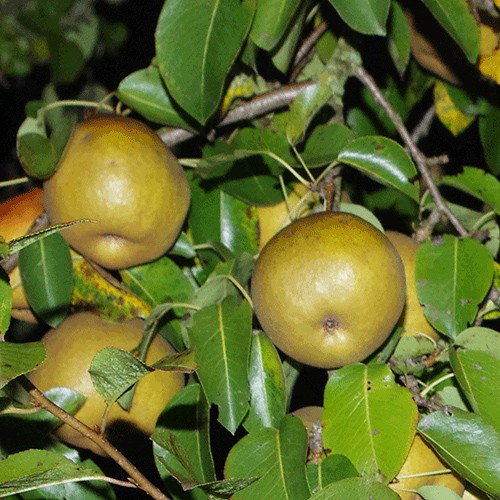 Armud ağacı