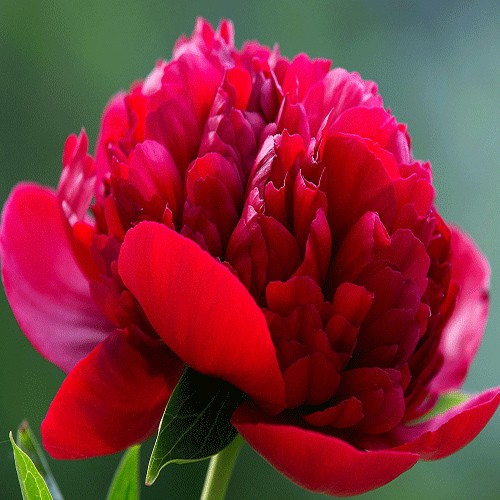 Pion