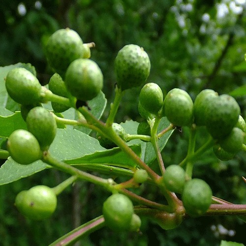 Pepperwood (Hercules club)