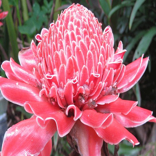 Pineapple blossom
