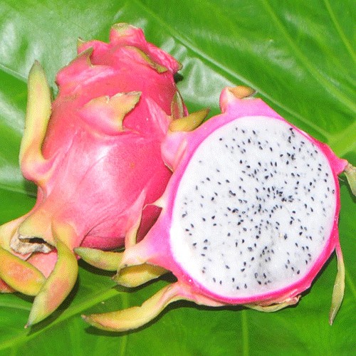 Pitahaya