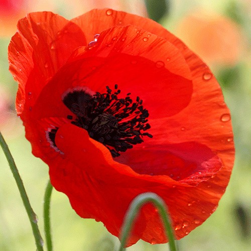 Poppy