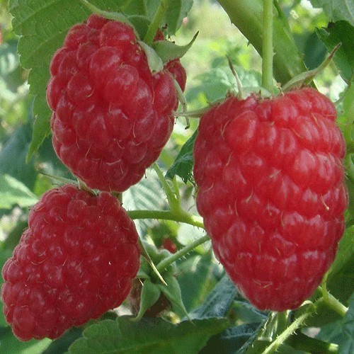 Raspberry
