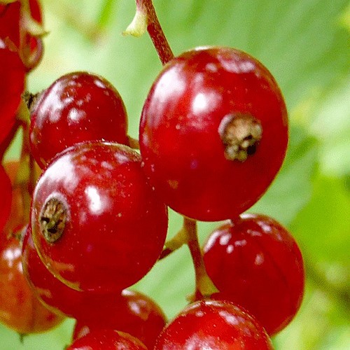 Red currant