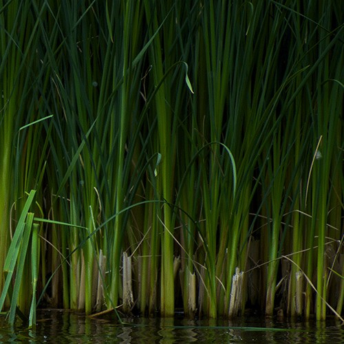 Reed