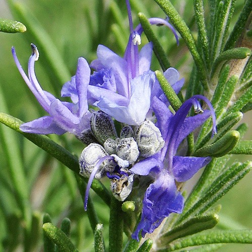 Rosemary