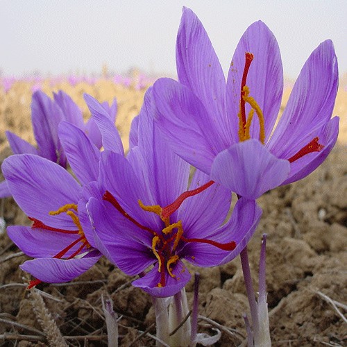 Saffron