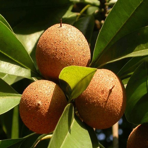 Sapodilla