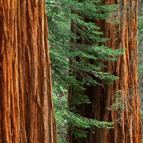 Sequoia