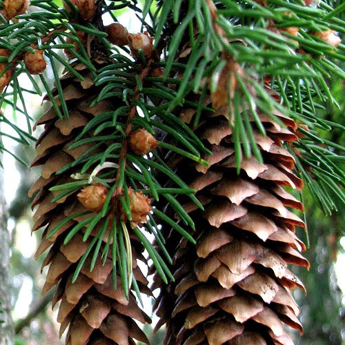 Spruce