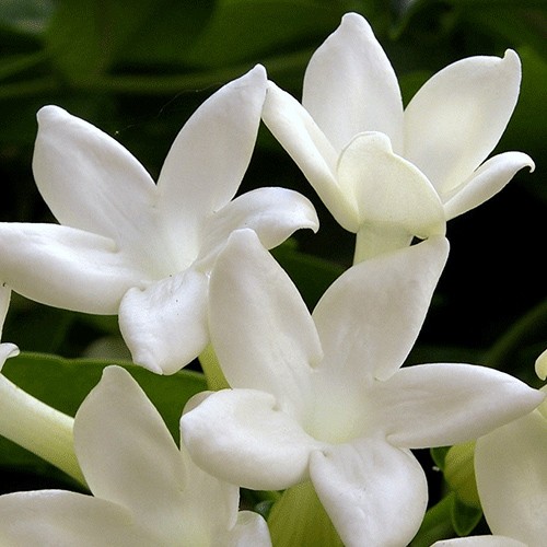 Stephanotis