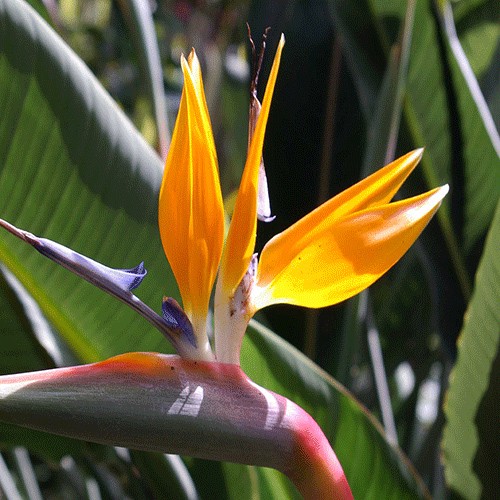 Strelitzia