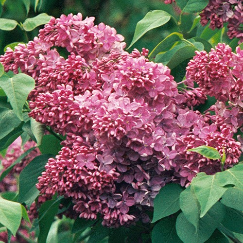 Sirinqa (Çubuqluca)