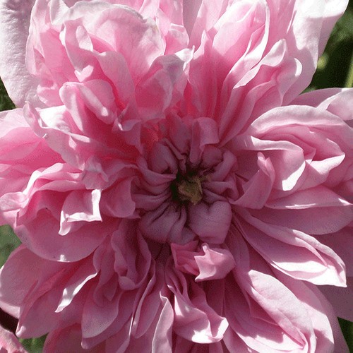 Damask qızılgülü