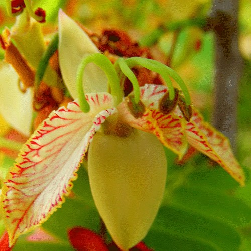 Tamarind