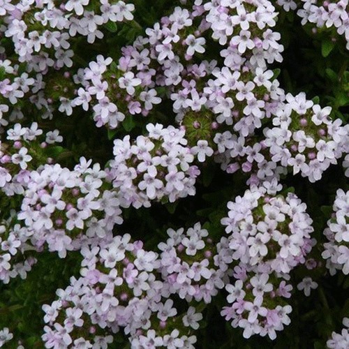 Thyme