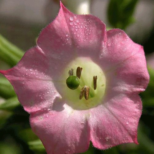Tobacco blossom