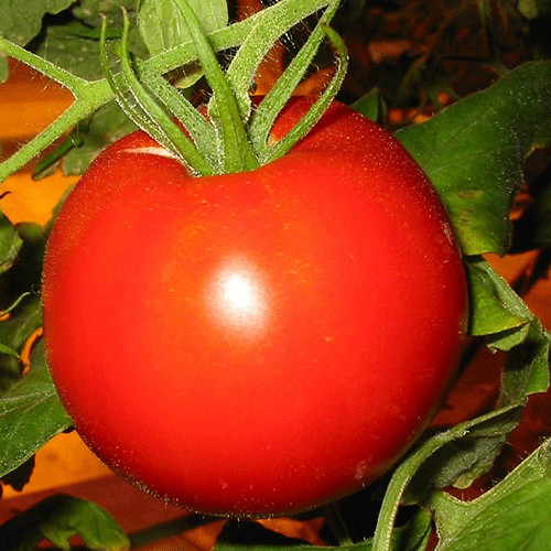 Pomidor