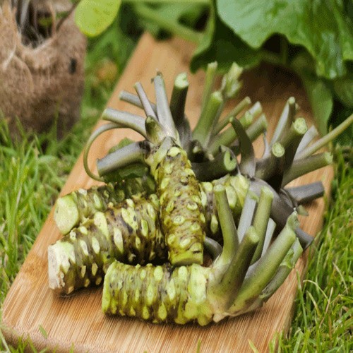 Wasabi