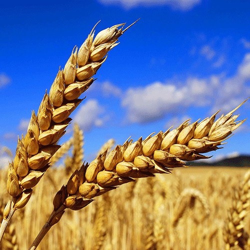 Wheat