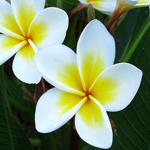 White ginger lily