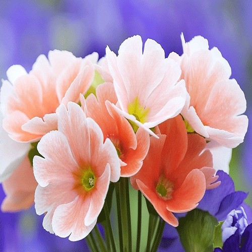Wildflowers