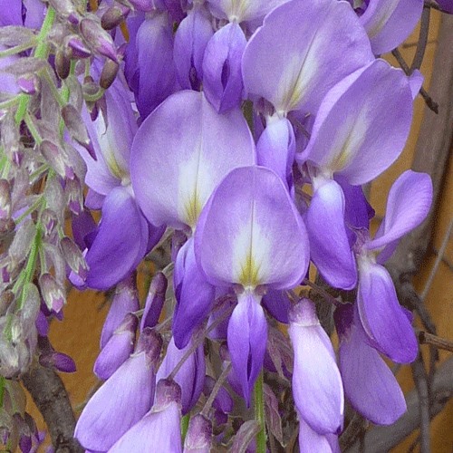 Visteriya