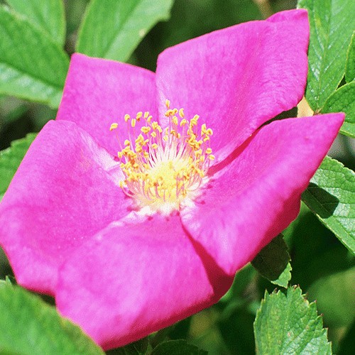Rosa gallica