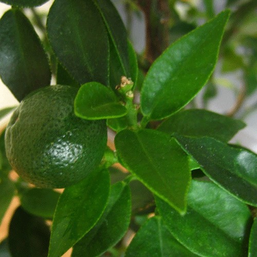 Lemon leaves