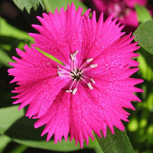 Turkish rose