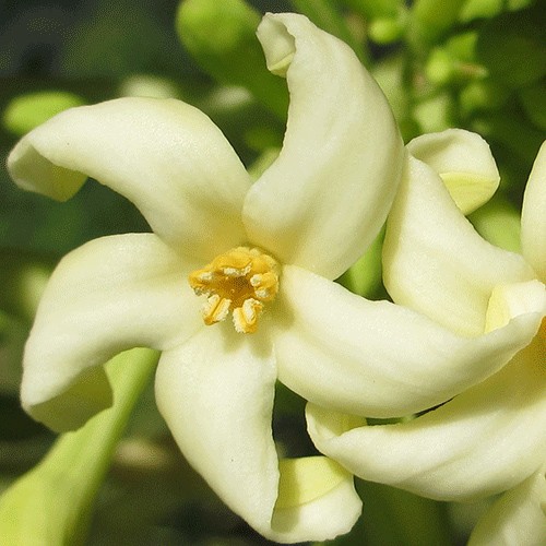 Papaya flower